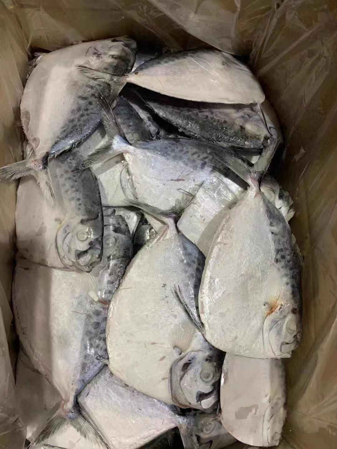 mmexport1579671755873