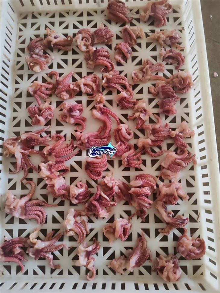 Frozen Calamari Head Tentacle