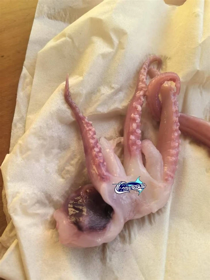 Frozen Calamari Head Tentacle