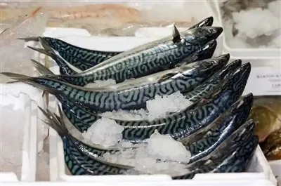 A makréla ára új csúcsot ért el