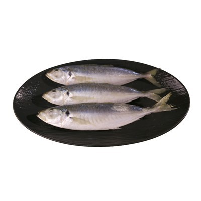 Frozen Round Scad Bait